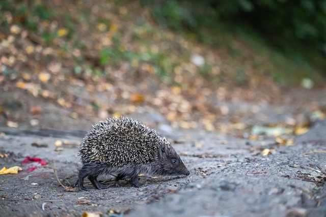 此次科拉希 此次科拉希
