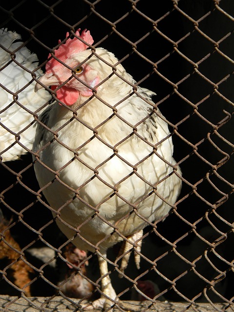 平与正义的 平与正义的